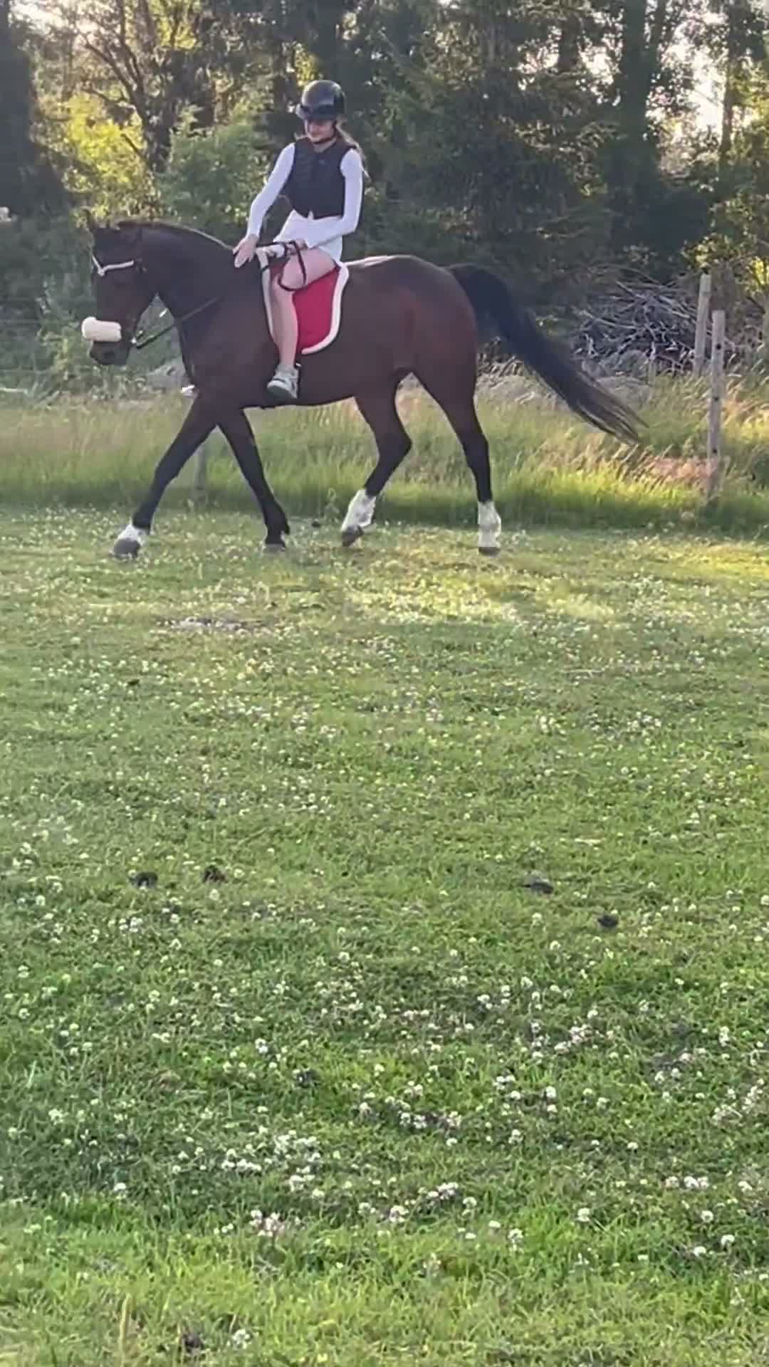 Allround hästar till salu: Oslipad diamant🤎 - Video 1