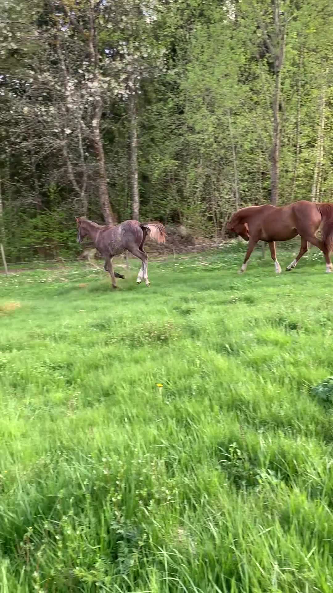 Övrigt hästar till salu: Arabföl till salu i Ramkvilla - Video 2