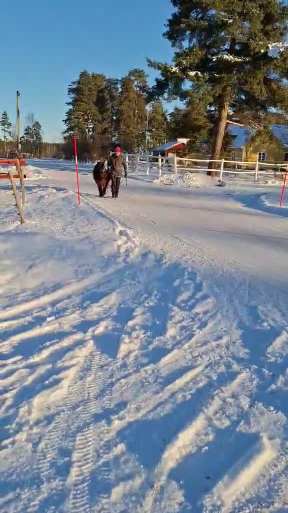 Allround hästar till salu: Sockersött shettissto i Mjölby - Video 3