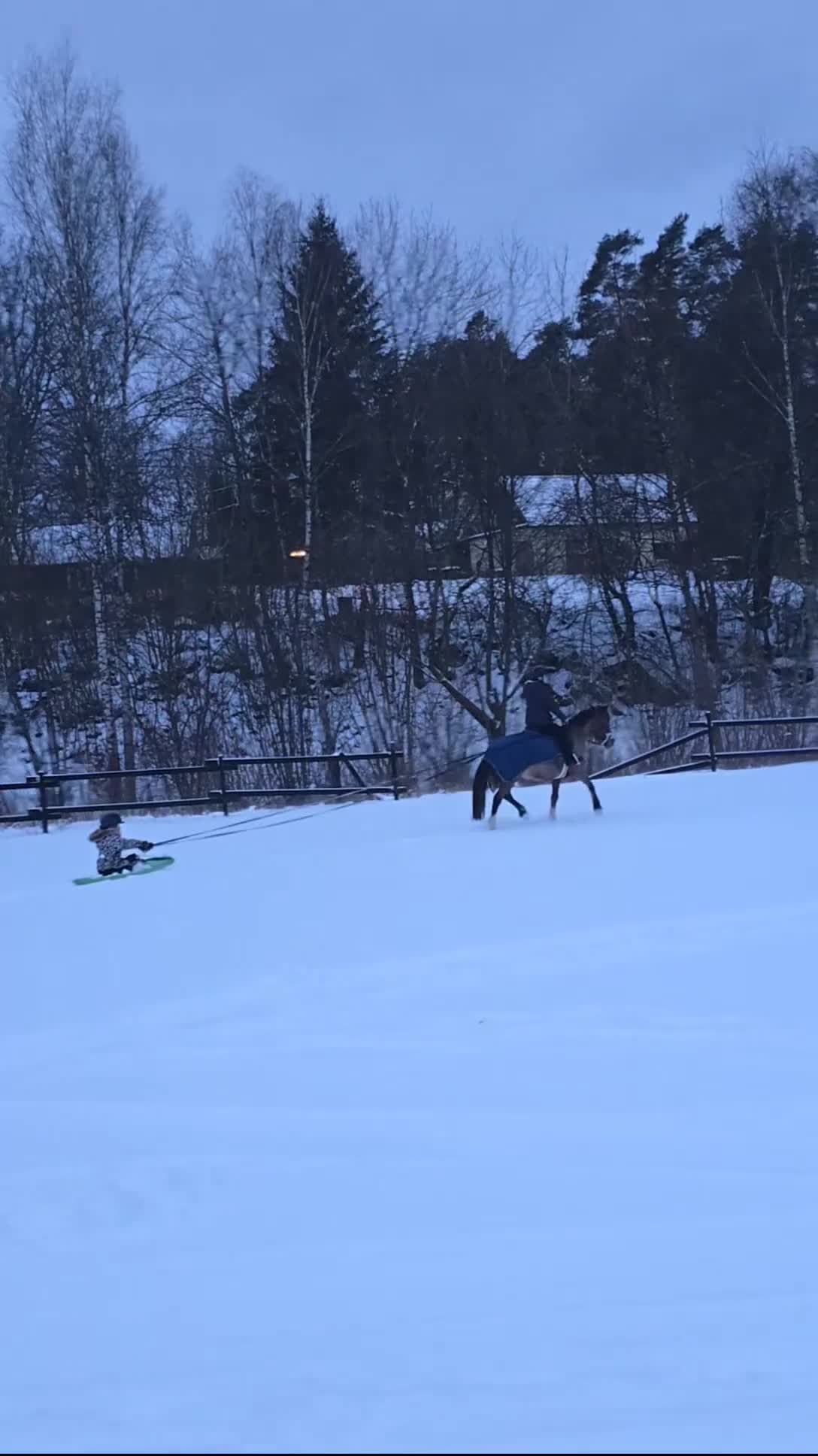 Dressyr hästar till salu: Snygg allround/dressyrponny - Video 4