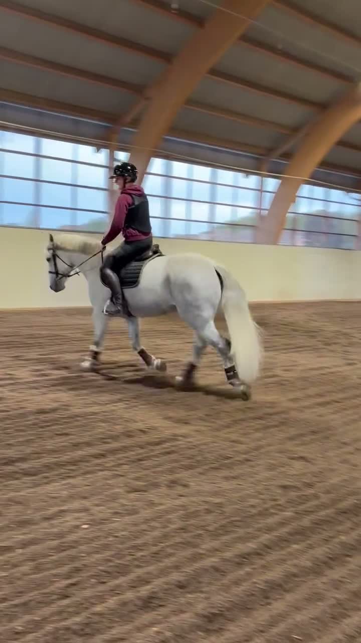 Allround hästar till salu: Connemaravalack med hjärta av guld 💛  - Video 1
