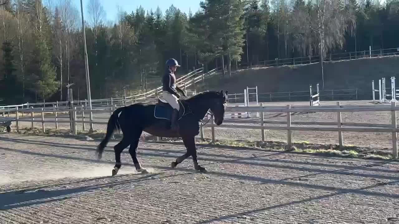 Allround hästar till salu: Pålitlig bästa vän  i Månsarp - Video 2