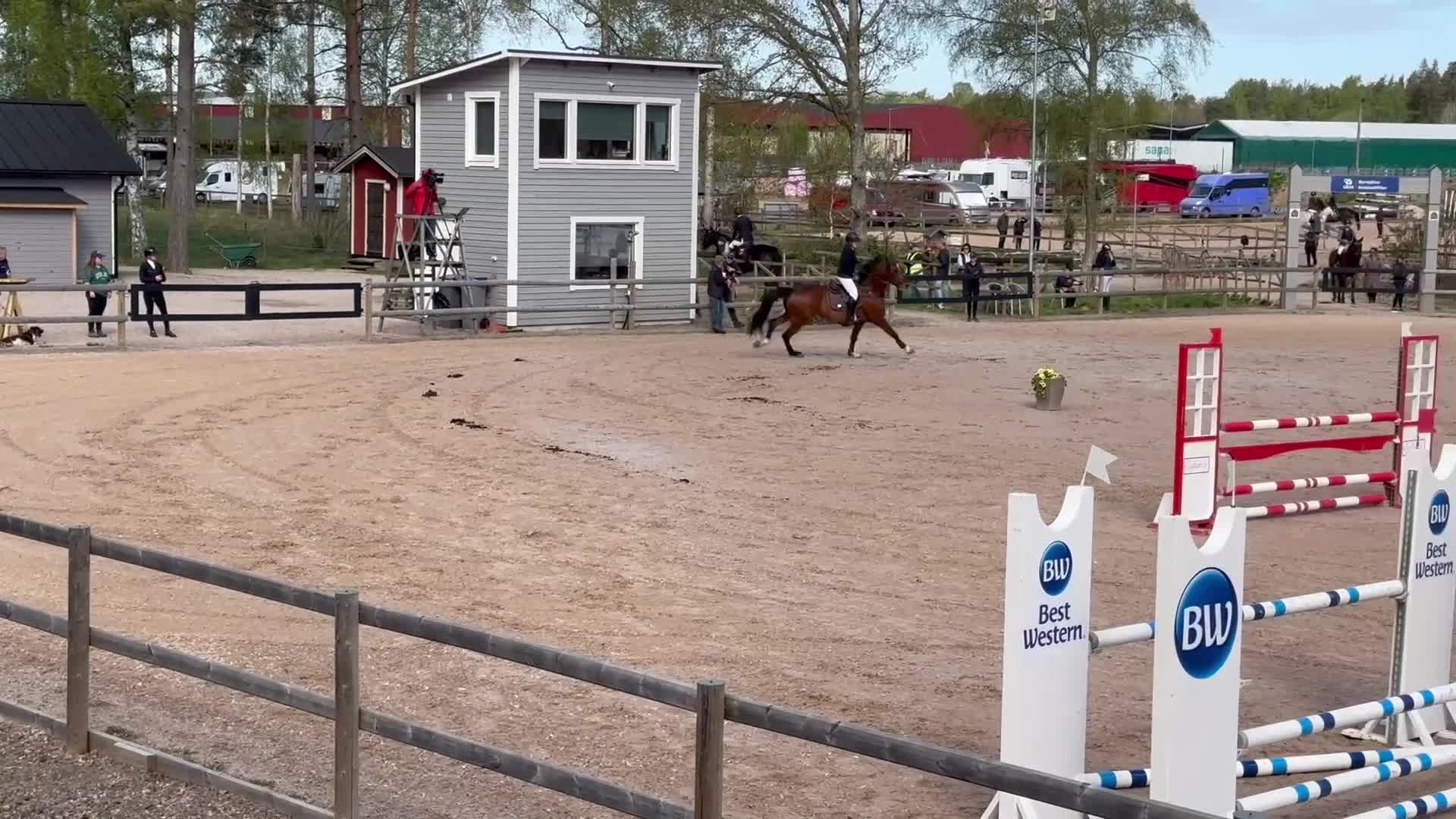 Hoppning hästar till salu: Valack med stor potential  - Video 1