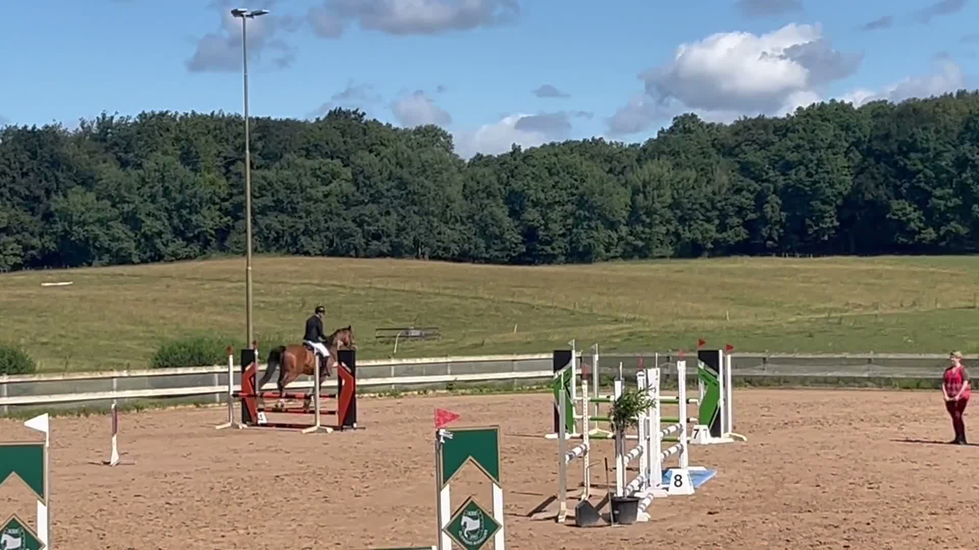 Hoppning hästar till salu: Snäll och välvillig hopphäst - Video 1