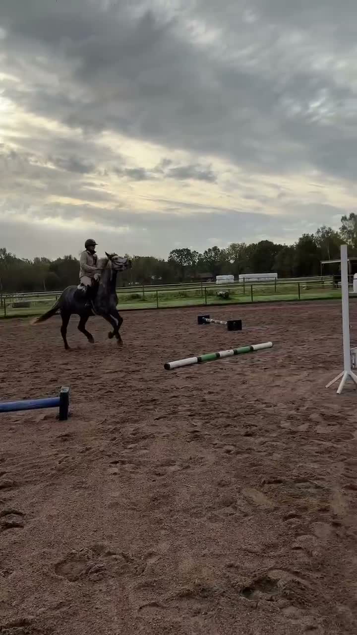 Allround hästar till salu: Den perfekta ponnyn! - Video 1