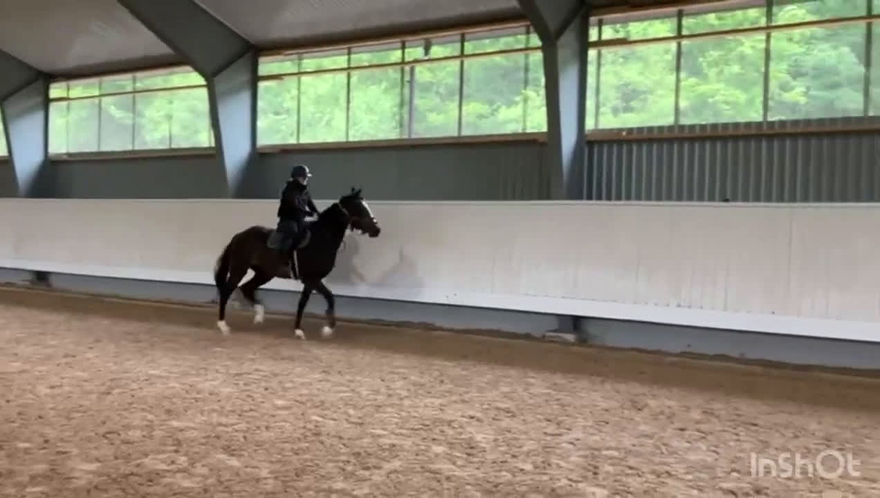 Fälttävlan hästar till salu: Snygg 3-åring, hopp/fälttävlan e. Cannobio - Video 2