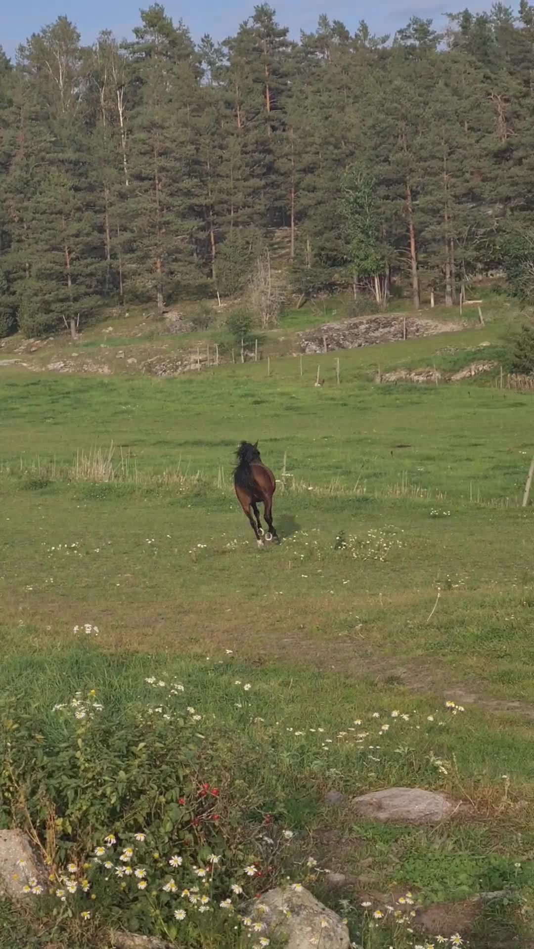 Allround hästar till salu: Fullblodsarab - Video 1