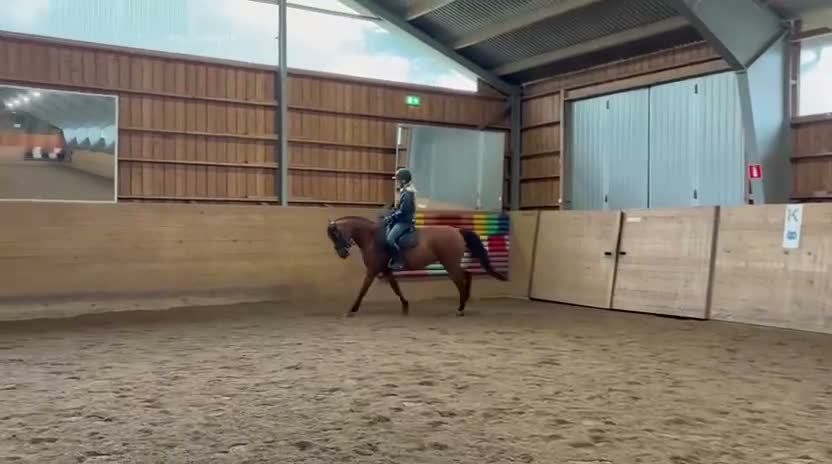 Allround hästar till salu: Välutbildad och meriterad Svensk Ridponny - Video 1