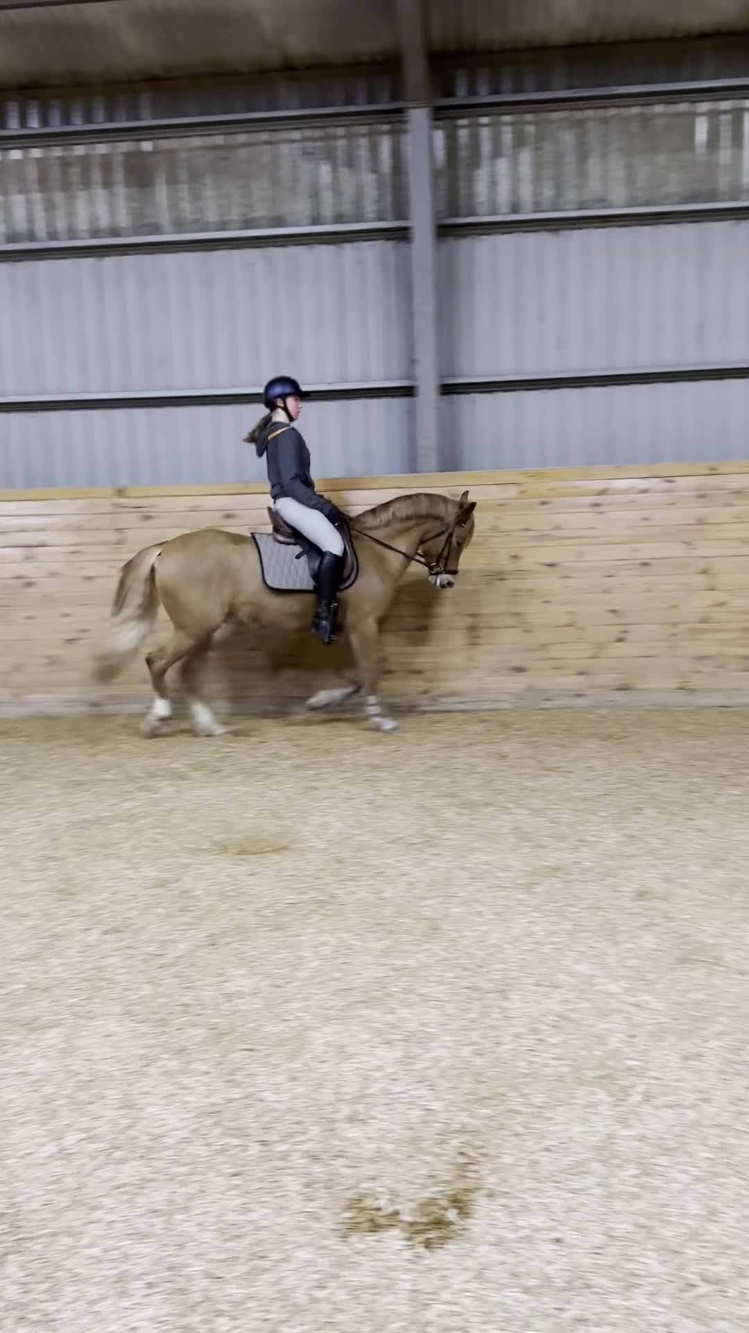 Allround hästar till salu: Fantastisk welshvalack FEI-nivå i Lidköping - Video 1