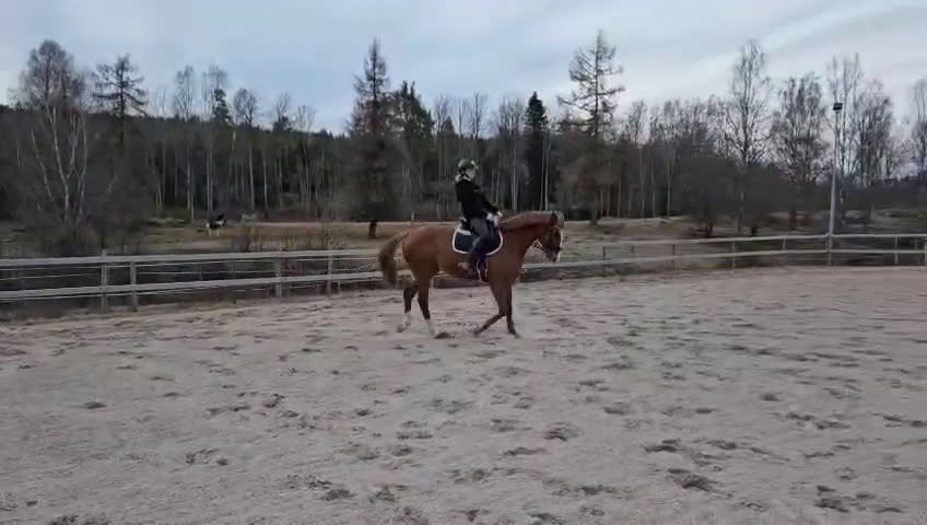 Allround hästar till salu: Killen med hjärtat på rätt ställe! - Video 3