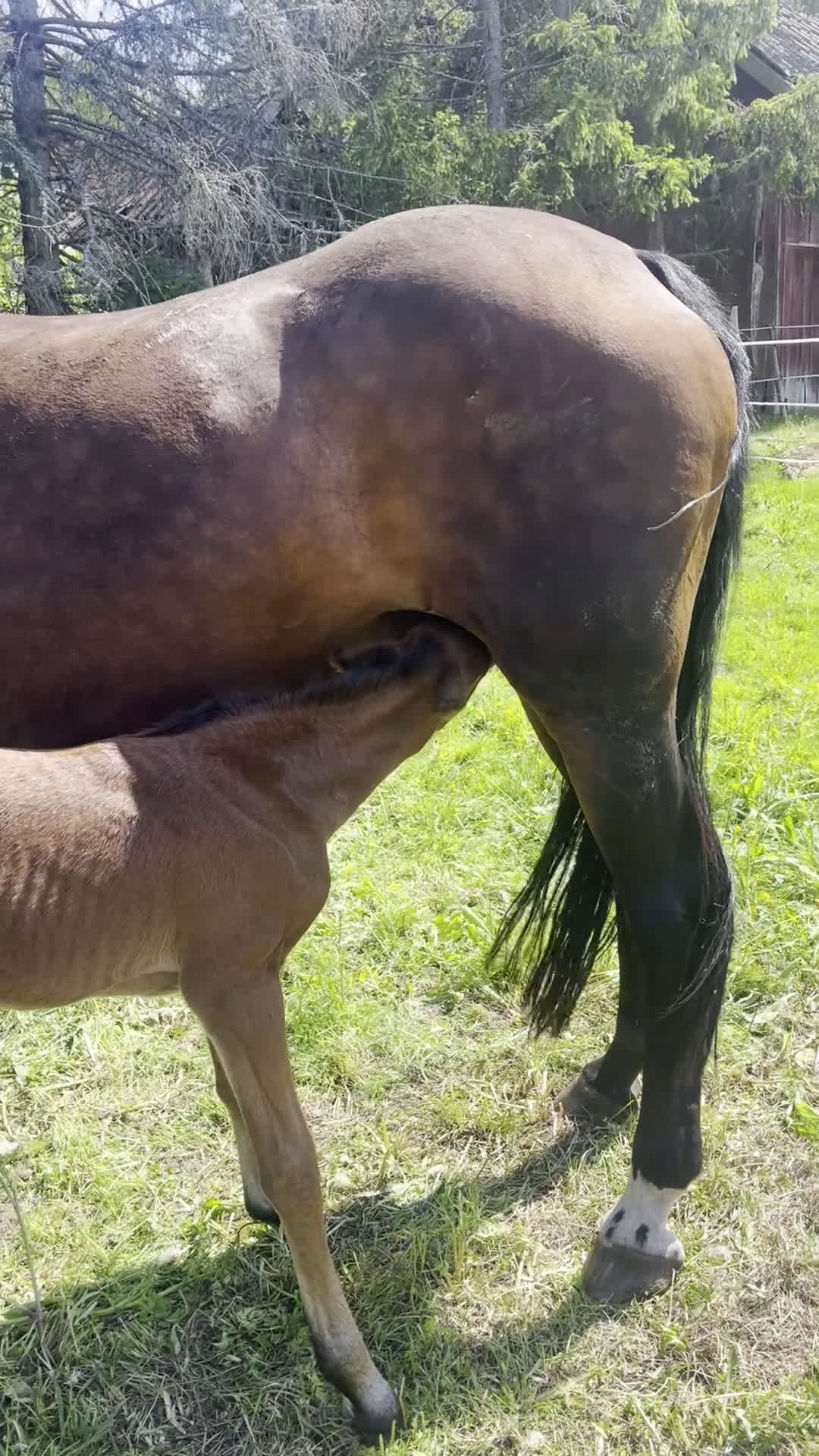 Avelshästar hästar till salu: Fantastiskt fint avelssto - Video 2