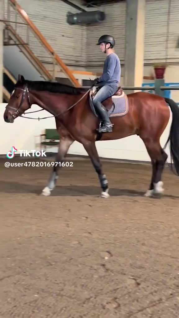 Allround hästar till salu: Sporthäst för framtiden  - Video 1