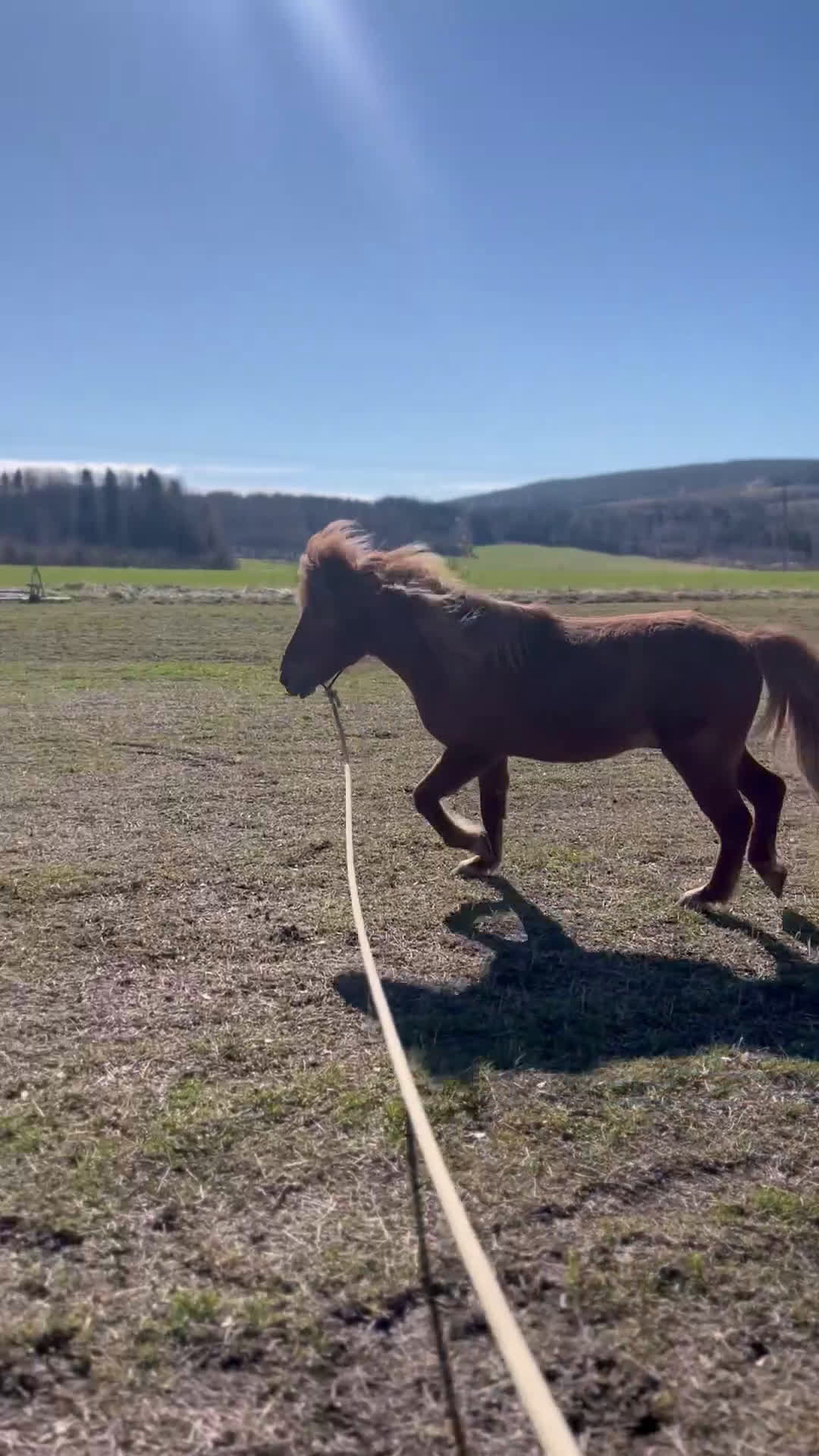 Island hästar till salu: Pigg och snäll isprins i Ullånger - Video 1