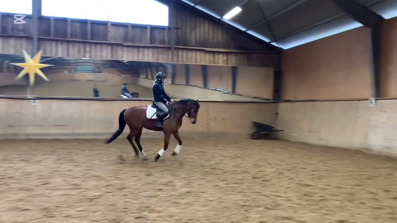 Allround hästar till salu: ⭐️ Lovande allroundponny ⭐️ (nu annons med filmer) i Össjö - Video 2