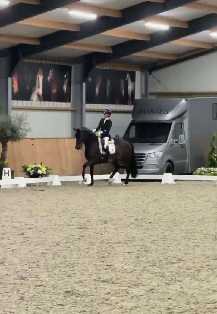 Dressyr hästar till salu: ELEGANT KWPN-STO MED STORT POTENTIAL - Video 1