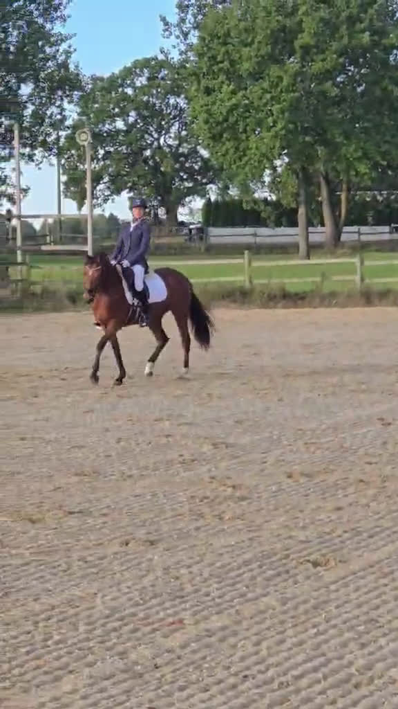 Allround hästar till salu: Snygg sportponny  - Video 2