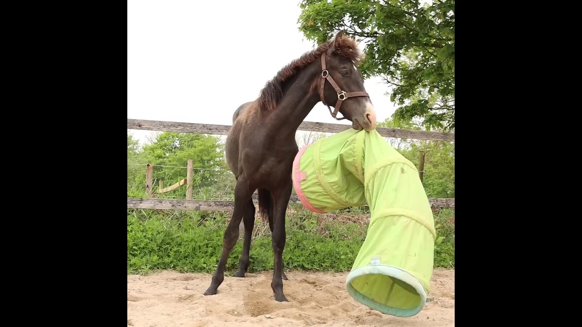 Working Equitation hästar till salu: exceptional colt, Brave, kind and gentle -Lopez IV - Video 1