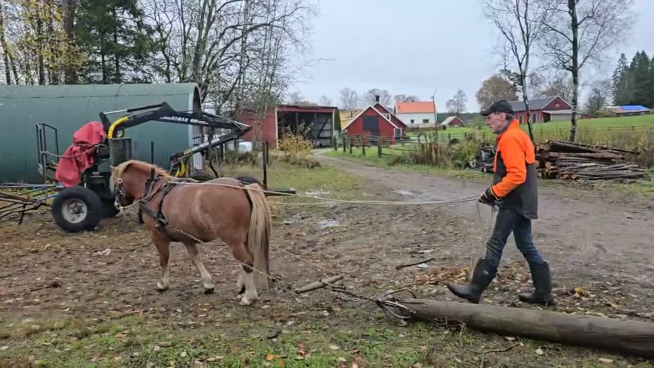 Körning hästar till salu: Kör och blivande ridponny i Sexdrega - Video 1