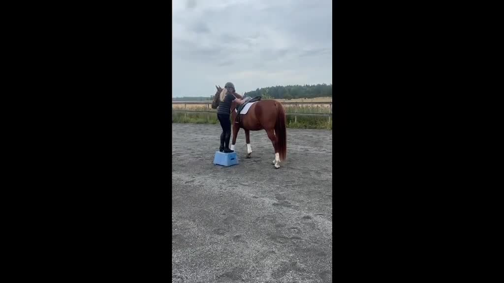 Dressyr hästar till salu: Fint SWB sto f.2020 e. Suarez-Don Schufro i Enköping - Video 1