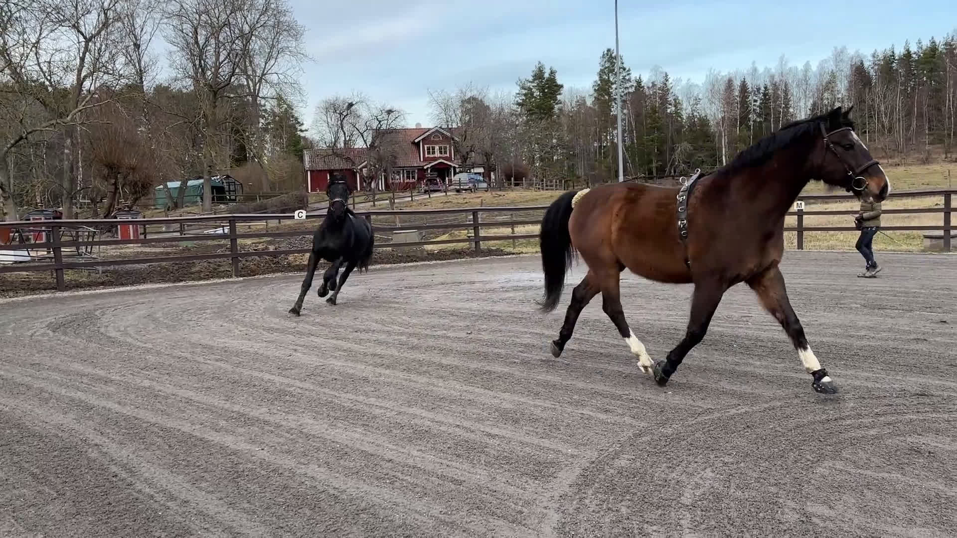Allround hästar till salu: Tyr af Harstahopen  - Video 1