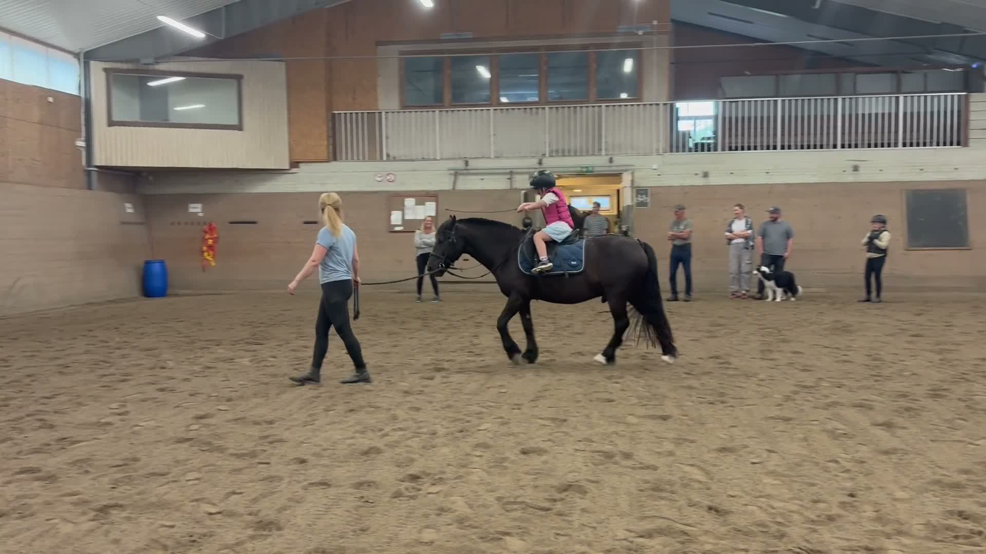 Allround hästar till salu: Trygg ponny för framtiden! - Video 5
