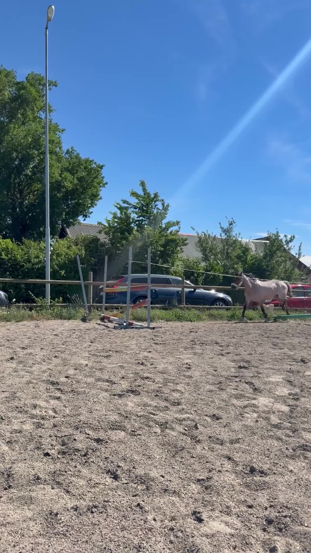 Allround hästar till salu: Lovande ungponny  - Video 3