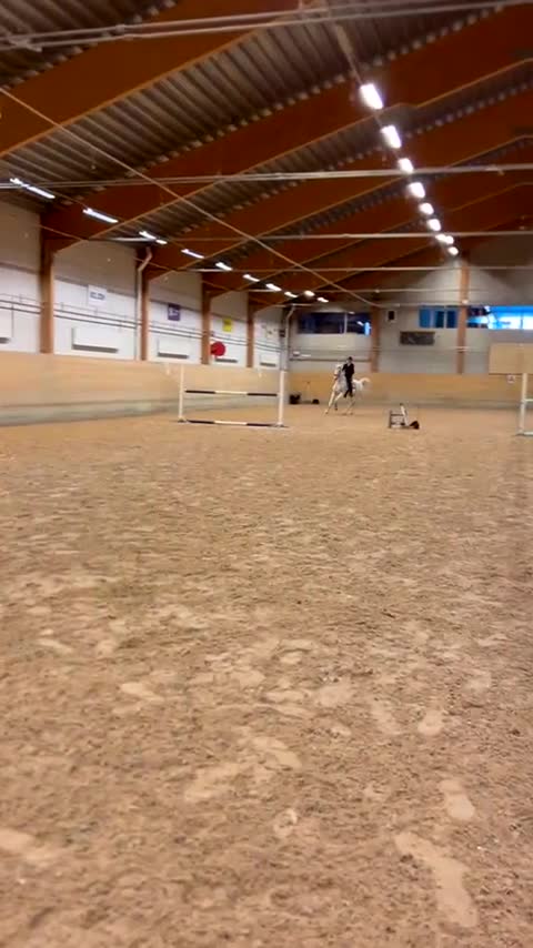 Allround hästar till salu: perfekt första storhäst!  - Video 3