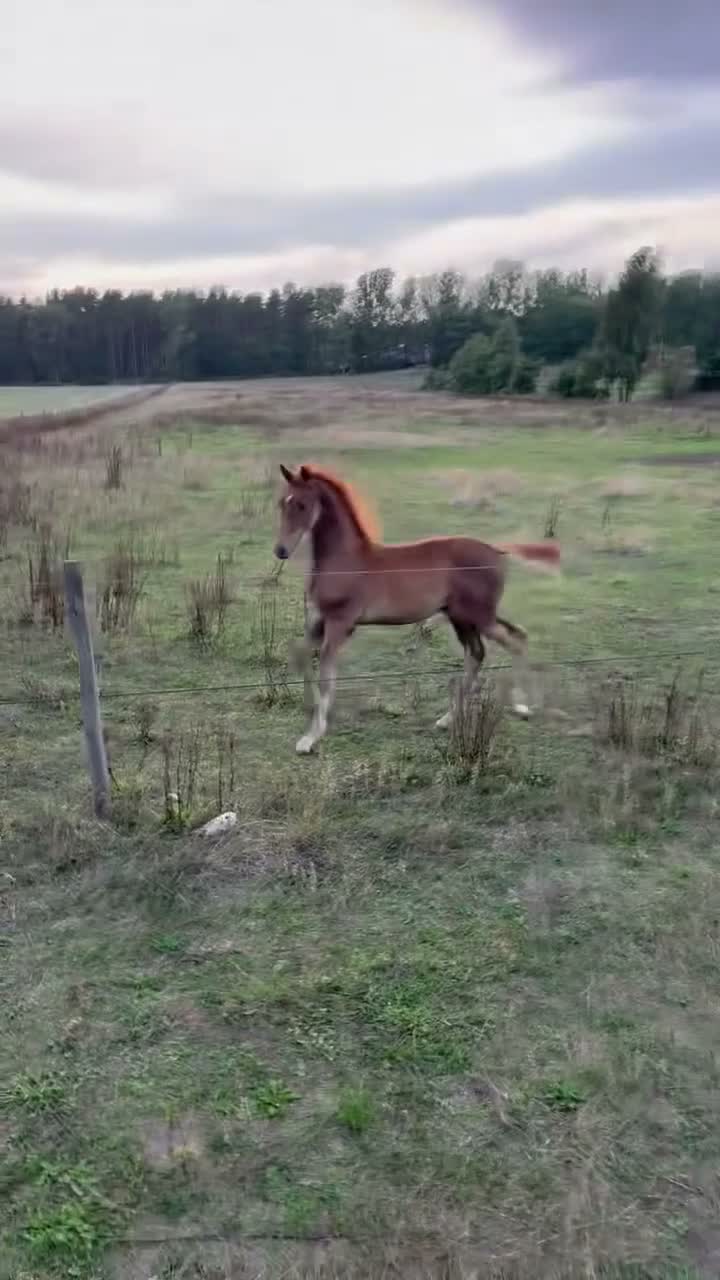 Dressyr hästar till salu: Härligt Hingstföl  - Video 1