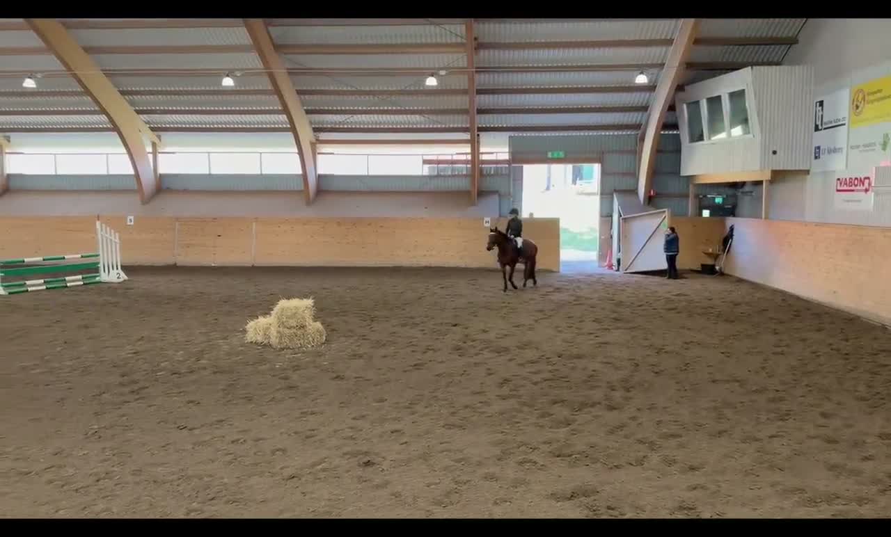 Hoppning hästar till salu: Fantastisk Dponny med hjärta och potential  - Video 4