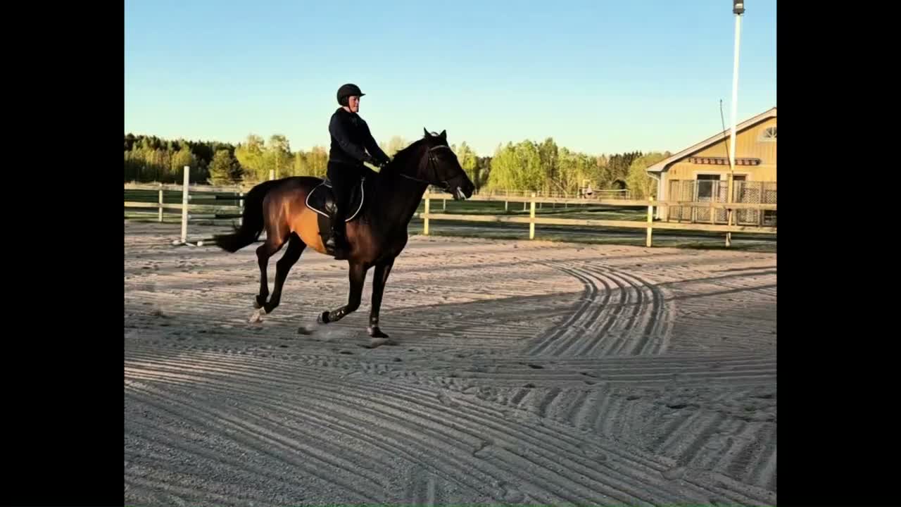 Allround hästar till salu: Trygg och okomplicerad läromästare i Älvkarleby - Video 1