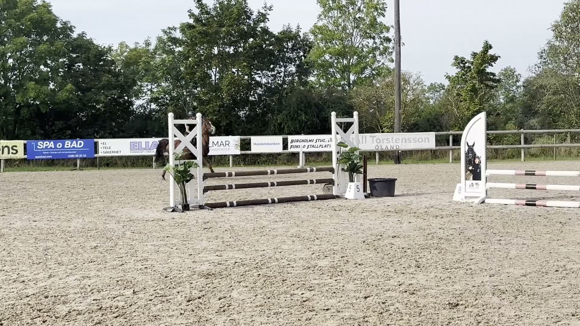 Allround hästar till salu: Älskad C-ponny söker nytt hem ❤️  i Kalmar - Video 1