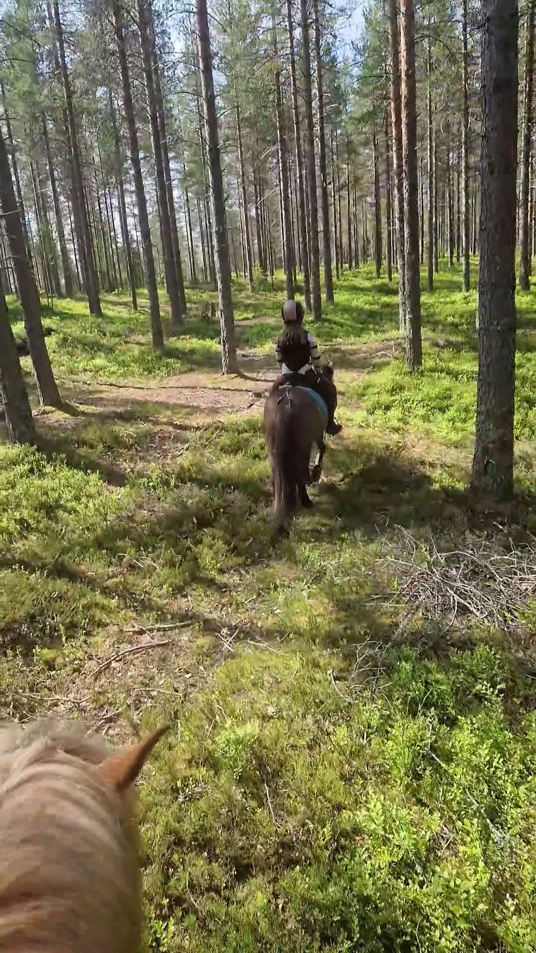 Allround hästar till salu: Tryggt russ söker förevigt hem ❤️ i Umeå - Video 1