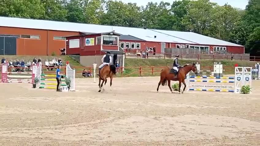 Allround hästar till salu: Valack med stort hjärta! i Ludvigsborg - Video 2