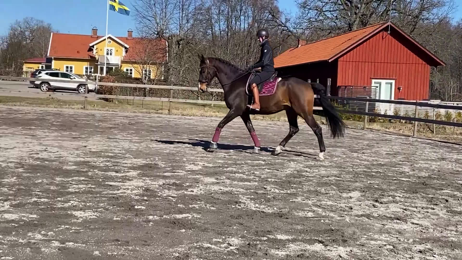 Dressyr hästar till salu: En framtida stjärna i Växjö - Video 1