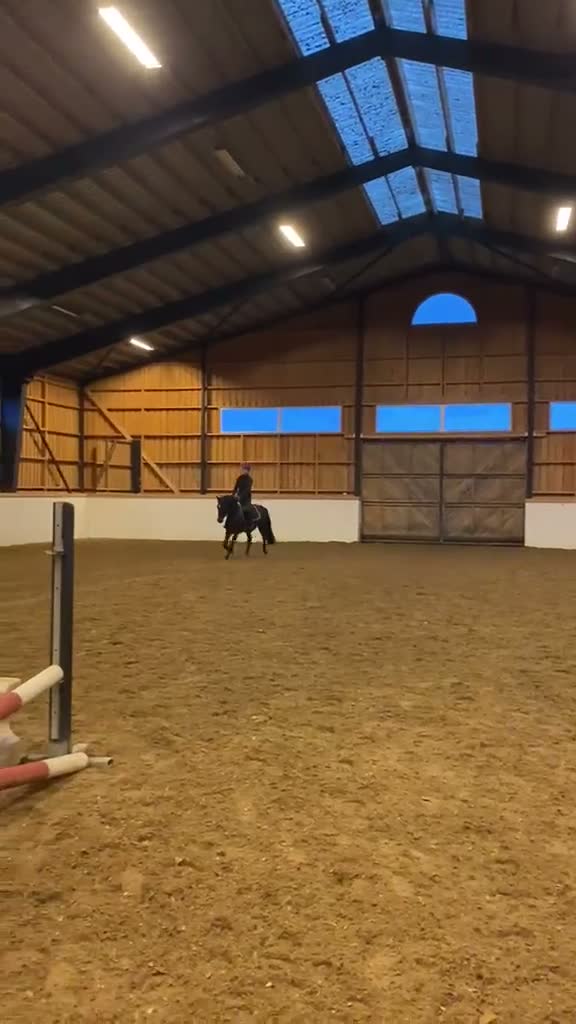 Allround hästar till salu: Modern modell connemara  - Video 3