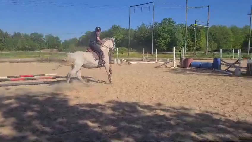 Hoppning hästar till salu: 11 årigt toppstammat hoppsto i Ljungby - Video 1