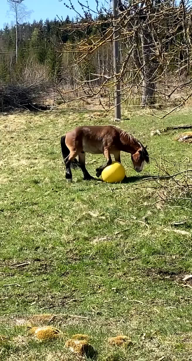 Allround hästar till salu: Gulliver i Österbybruk - Video 2