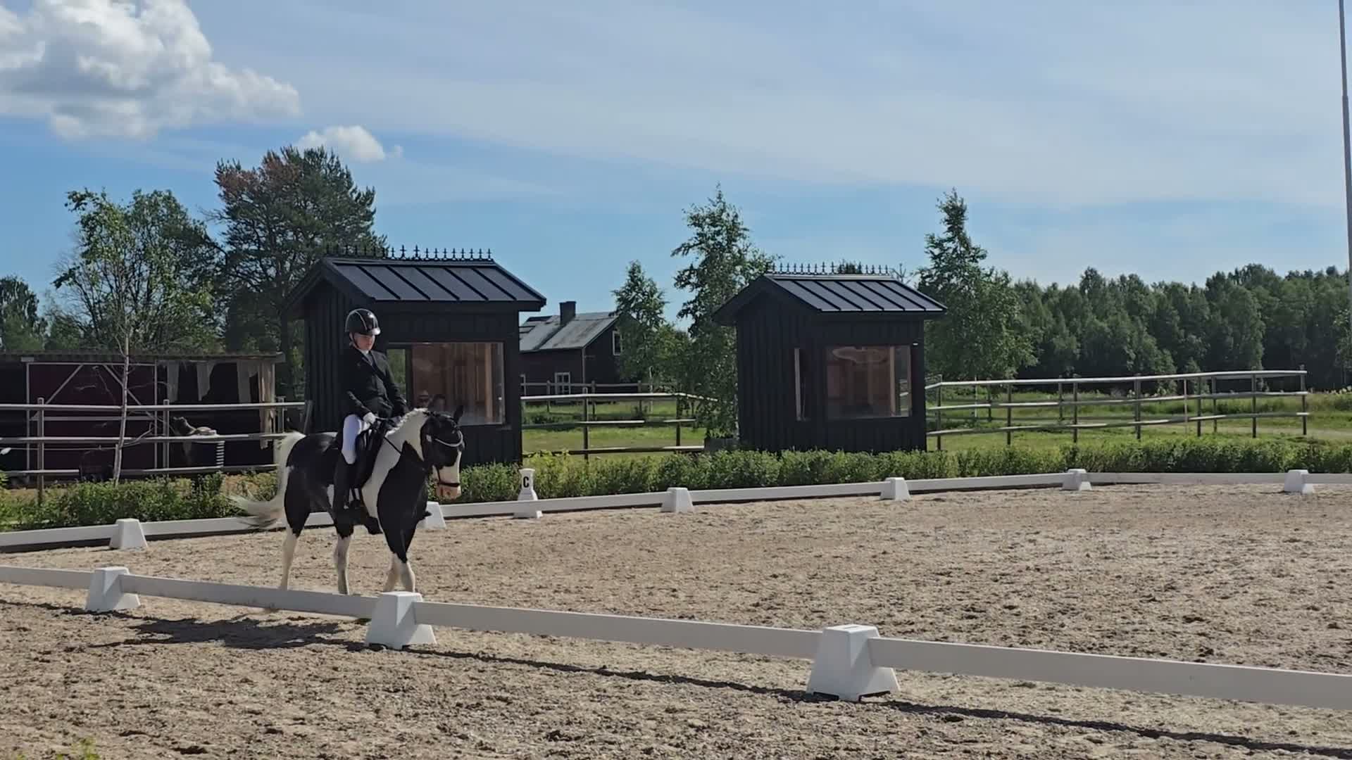 Allround hästar till salu: Underbar läromästare  i Vistträsk - Video 1