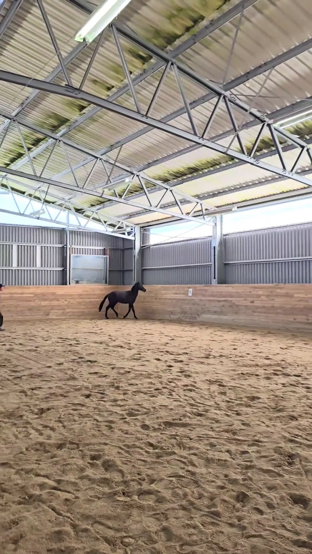 Dressyr hästar till salu: Käck 2 åring! - Video 3