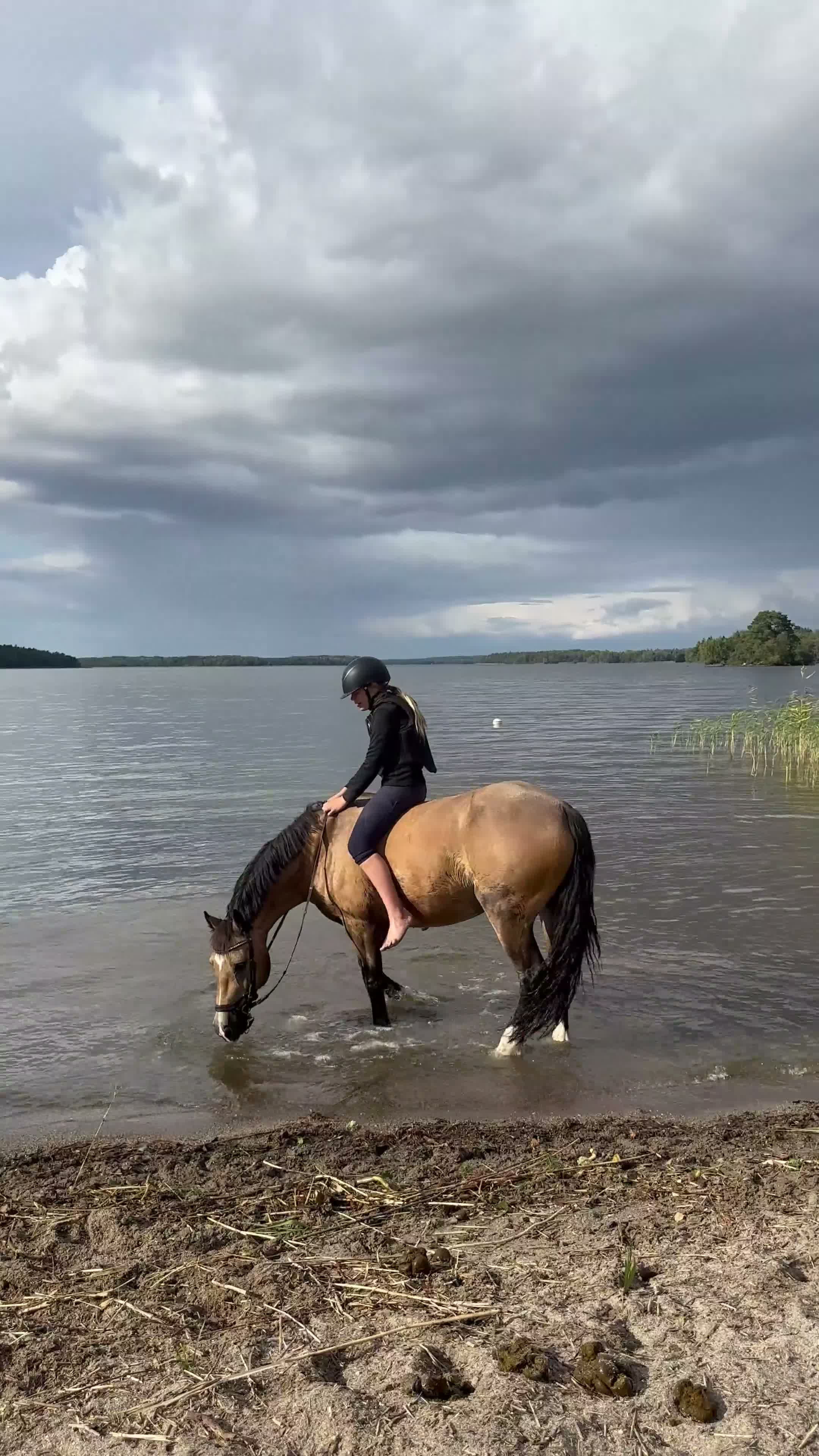 Allround hästar till salu: Hobbyhäst/skogsmulle i Eskilstuna - Video 2