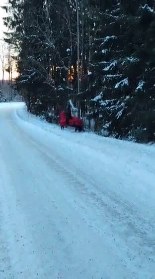 Allround hästar till salu: Intressekoll vackert sto i Ånimskog - Video 1