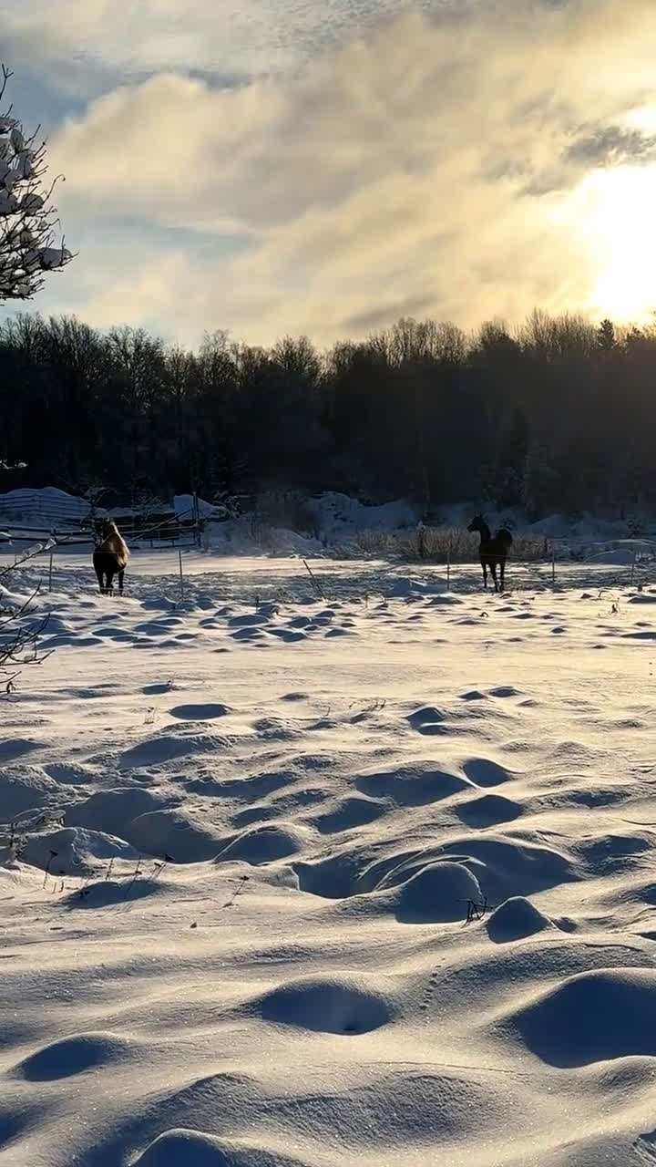 Hoppning hästar till salu: Valack till salu!  i Kyrkhult - Video 3