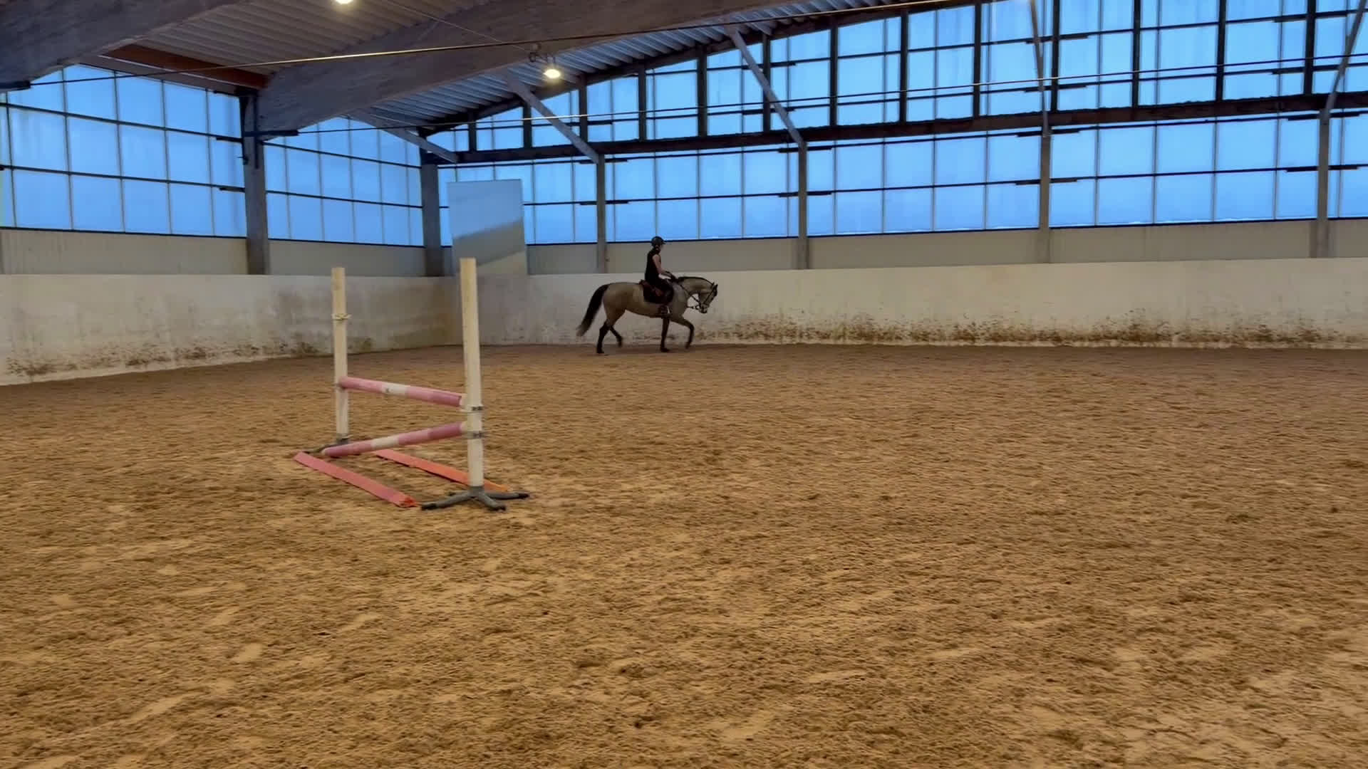 Hoppning hästar till salu: Lyxig hobbyhäst  i Karlstad - Video 1