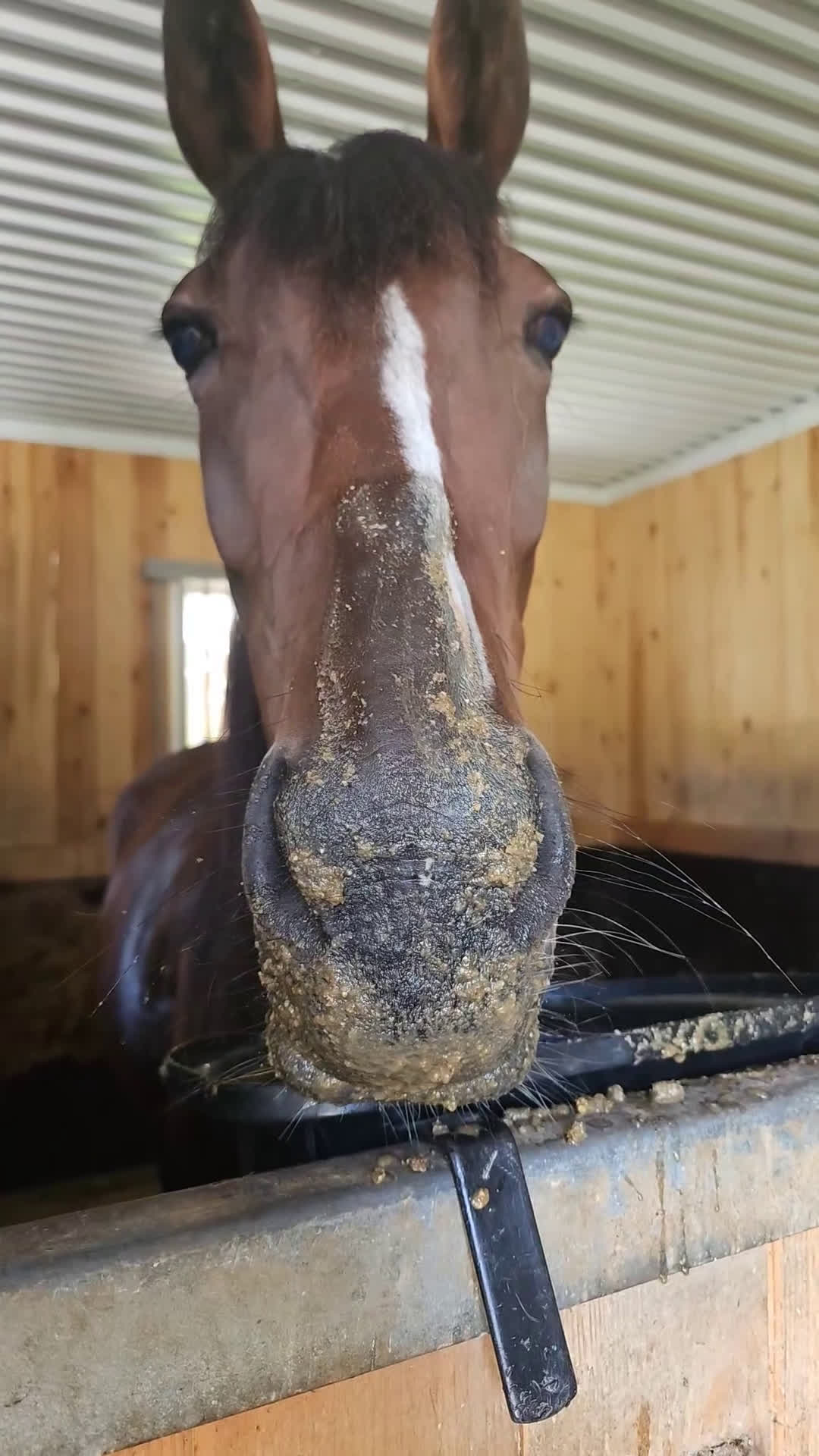 Övrigt hästar till salu: Skogsmulle/fölsto i Furudal - Video 3