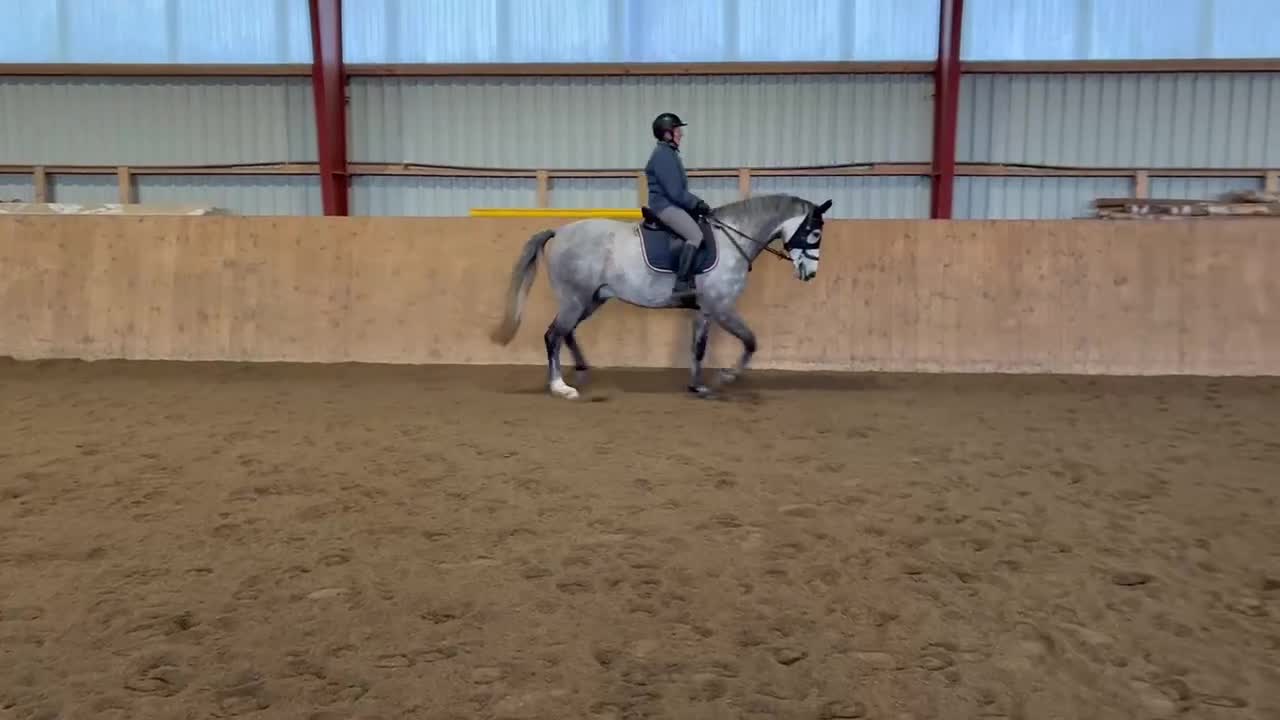 Dressyr hästar till salu: Utvecklingsbar - Video 4
