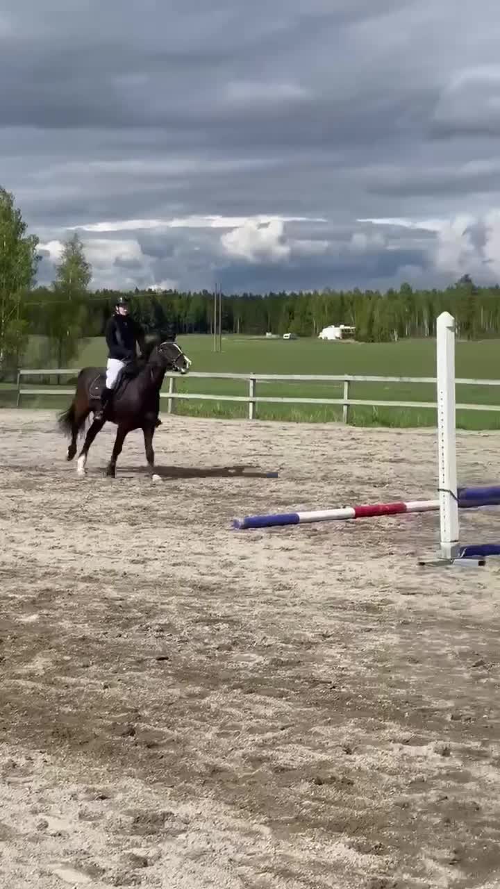 Allround hästar till salu: Fin Welsh till salu - Video 1