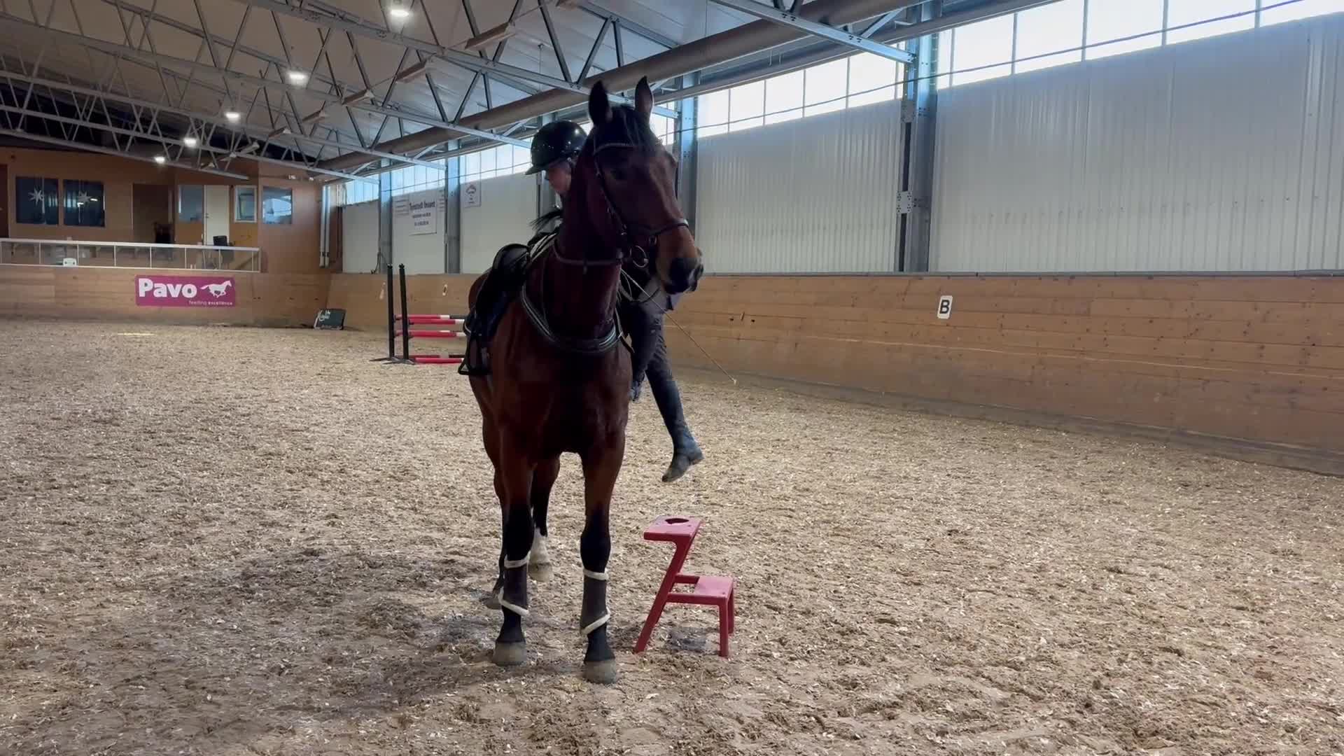Allround hästar till salu: Trevlig valack - Video 5