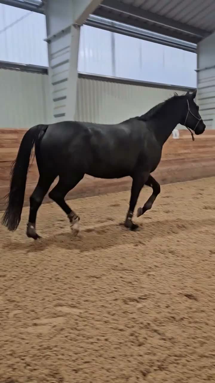 Allround hästar till salu:  Vacker SWB valack  - Video 2