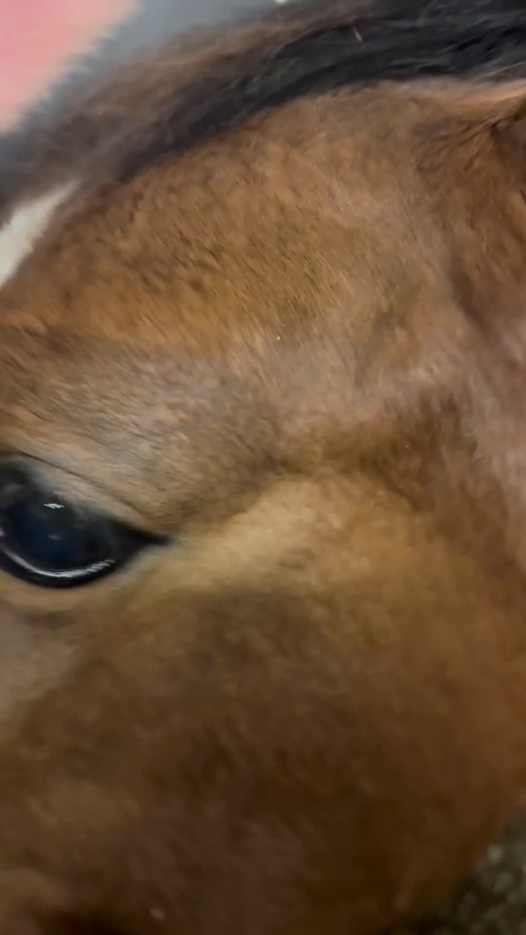 Allround hästar till salu: Swb hingst e. Cornettino Ask  - Video 1