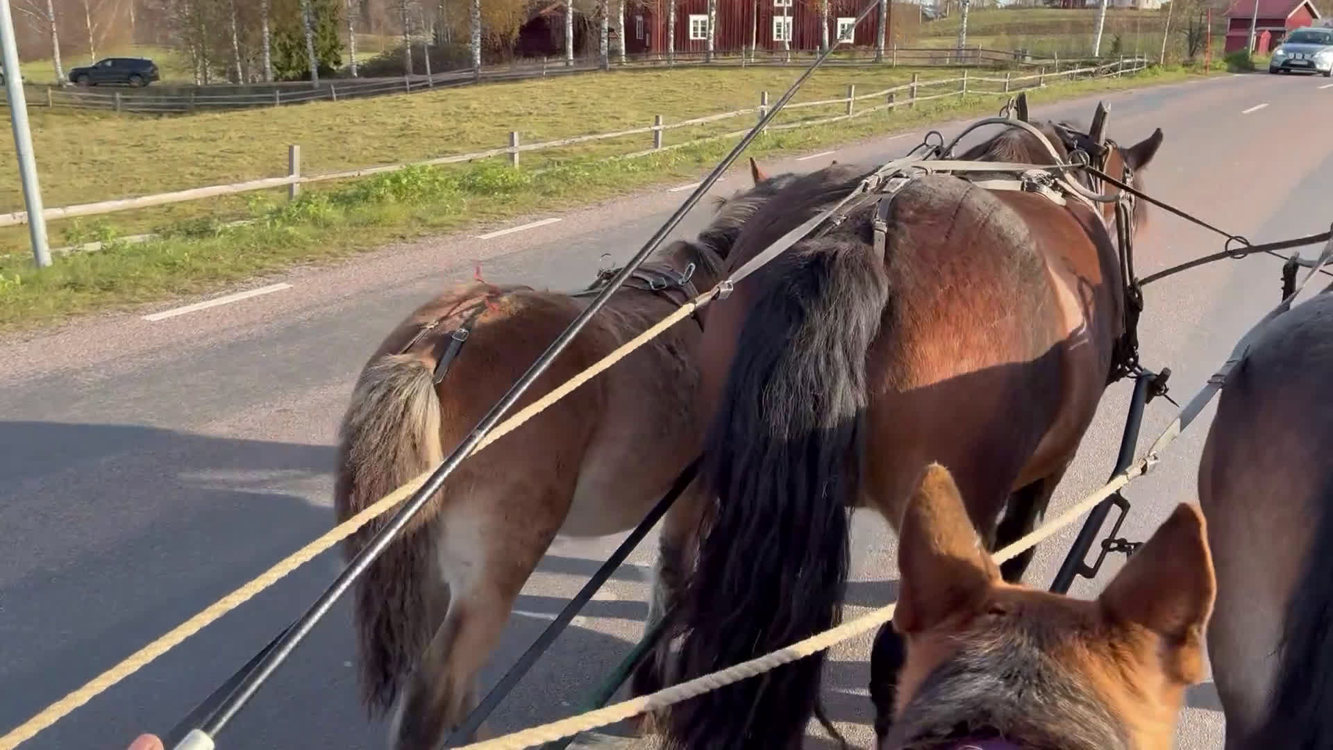 Körning hästar till salu: Välhanterat hingstföl i Alfta - Video 3